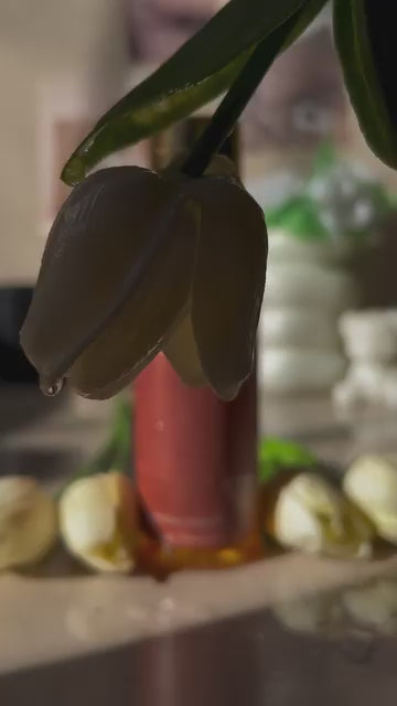 VANILLA DREAM